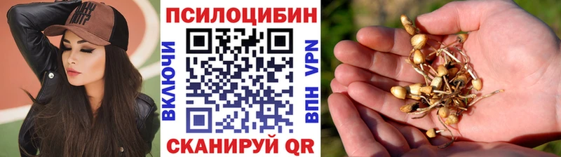 Галлюциногенные грибы Psilocybe  Боготол 